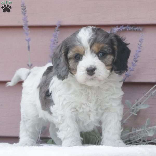 Sonny, Cavapoo Puppy